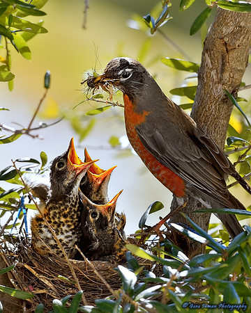 14981 -  Nikon D800 Tests: Bird Nest