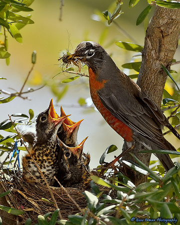 14981 -  Nikon D800 Tests: Bird Nest