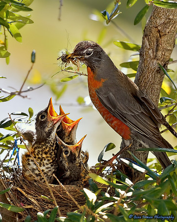 14981 -  Nikon D800 Tests: Bird Nest