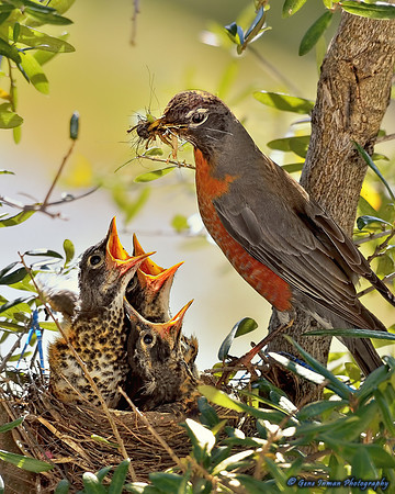 14981 -  Nikon D800 Tests: Bird Nest