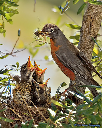 14981 -  Nikon D800 Tests: Bird Nest