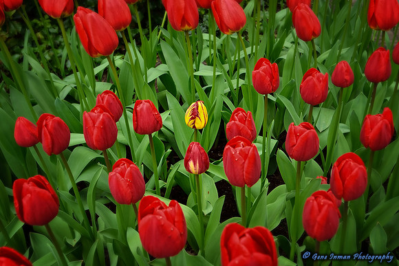 Stand out from the crowd. - Keukenhof, Holland - Tulip Farm