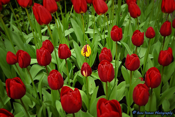 Stand out from the crowd. - Keukenhof, Holland - Tulip Farm