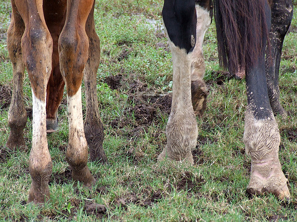 Top Line Sporthorses