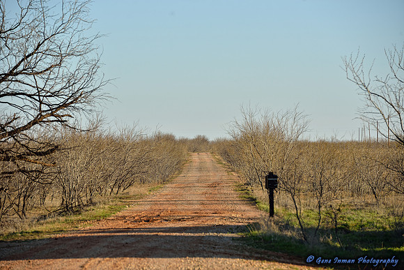 16078 - West Texas Helicopter Hog Hunt