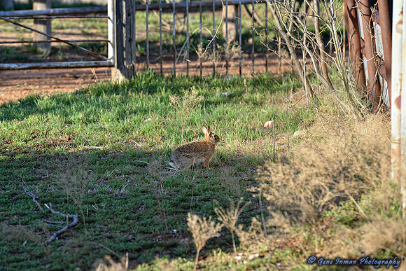 16089 - West Texas Helicopter Hog Hunt