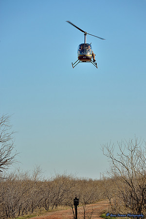 16100 - West Texas Helicopter Hog Hunt