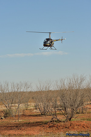 16195 - West Texas Helicopter Hog Hunt