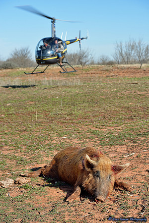 16232 - West Texas Helicopter Hog Hunt