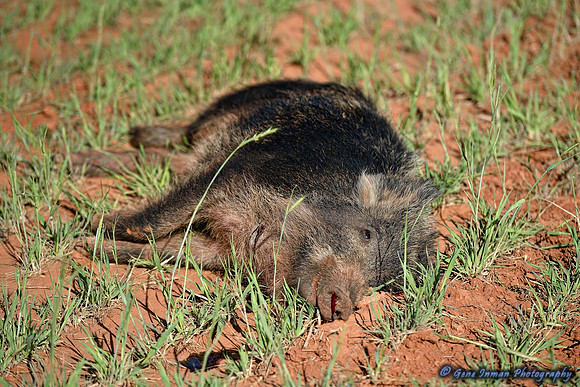 16256 - West Texas Helicopter Hog Hunt