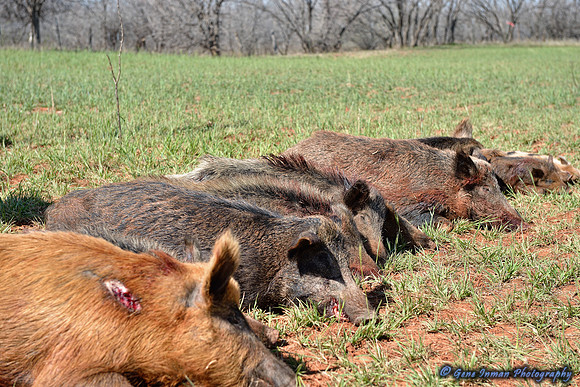 16322 - West Texas Helicopter Hog Hunt