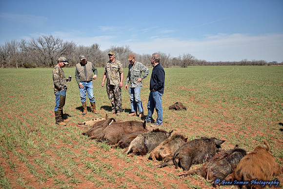 16354 - West Texas Helicopter Hog Hunt