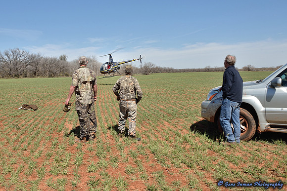 16381 - West Texas Helicopter Hog Hunt