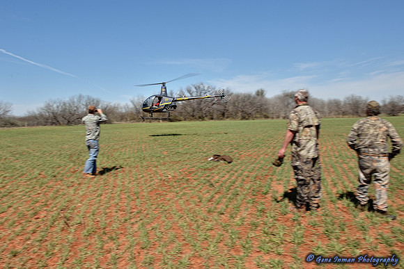 16383 - West Texas Helicopter Hog Hunt