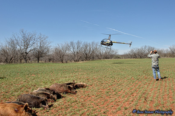 16385 - West Texas Helicopter Hog Hunt