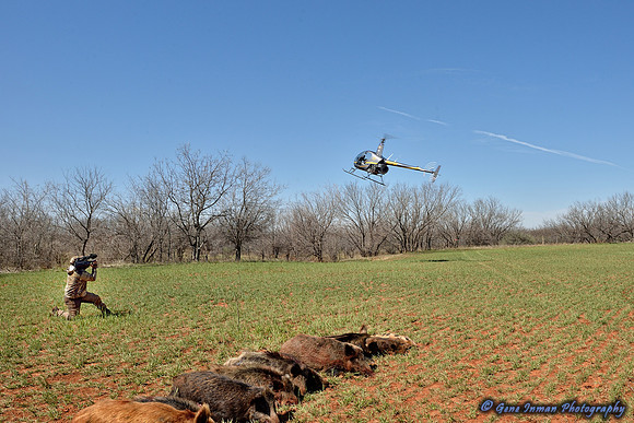 16386 - West Texas Helicopter Hog Hunt