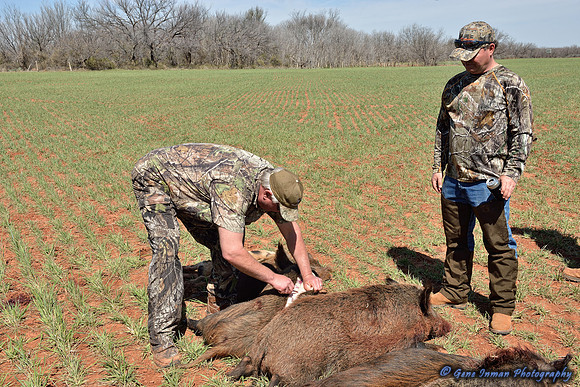 16388 - West Texas Helicopter Hog Hunt