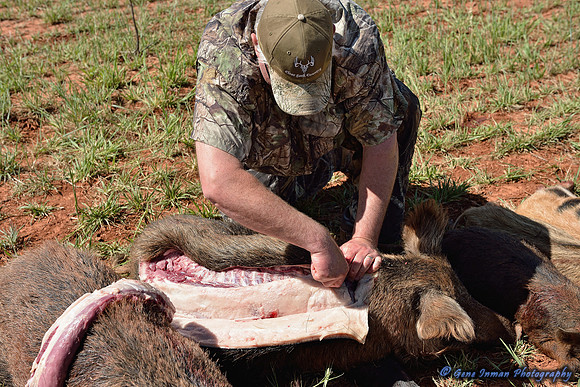 16402 - West Texas Helicopter Hog Hunt