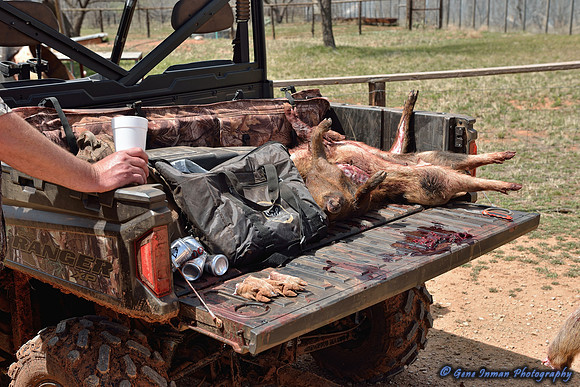 16403 - West Texas Helicopter Hog Hunt
