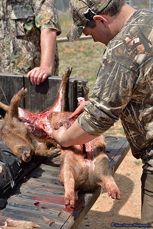 16407 - West Texas Helicopter Hog Hunt