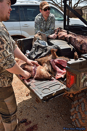 16413 - West Texas Helicopter Hog Hunt