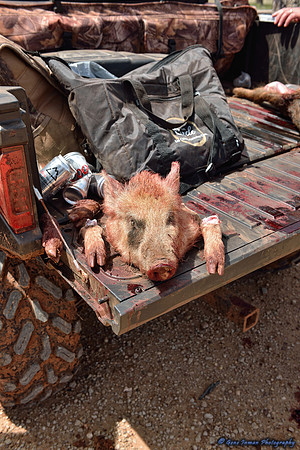 16415 - West Texas Helicopter Hog Hunt