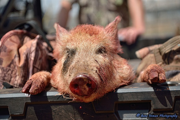 16419 - West Texas Helicopter Hog Hunt