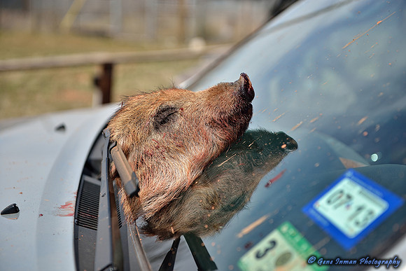 16421 - West Texas Helicopter Hog Hunt