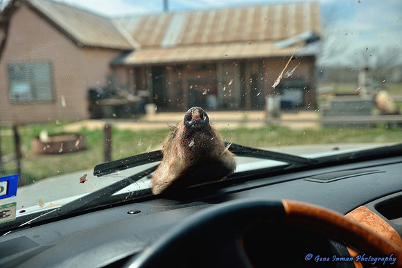 16422 - West Texas Helicopter Hog Hunt