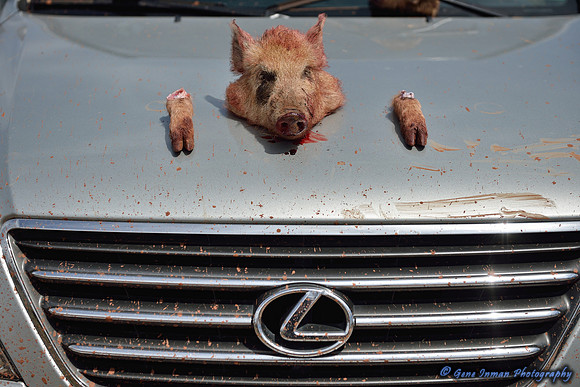 16424 - West Texas Helicopter Hog Hunt
