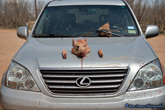 16426 - West Texas Helicopter Hog Hunt