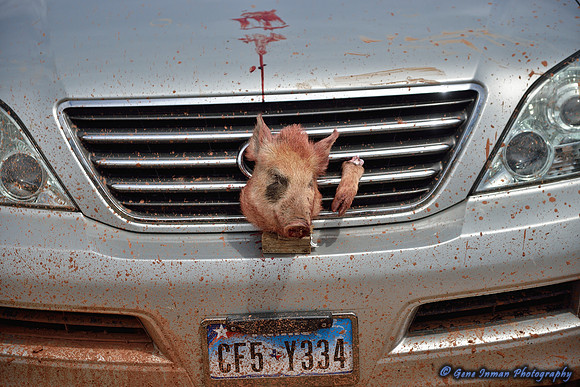 16437 - West Texas Helicopter Hog Hunt