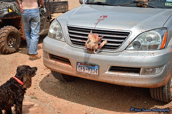 16444 - West Texas Helicopter Hog Hunt