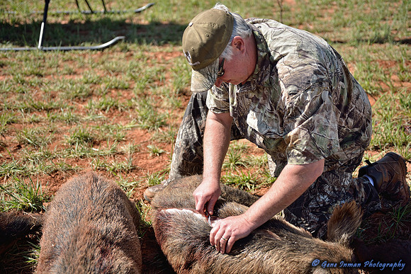 16353 - West Texas Helicopter Hog Hunt