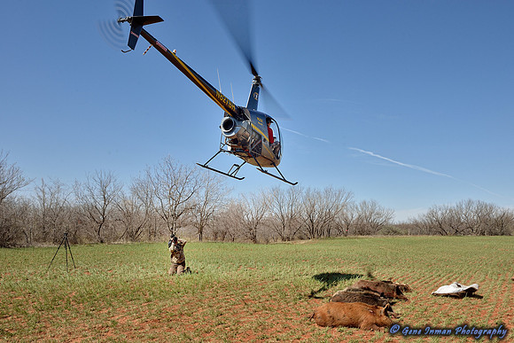 16372 - West Texas Helicopter Hog Hunt