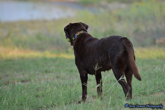 Dove Hunt 2013