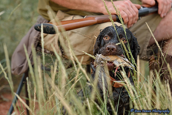 Dove Hunt 2013