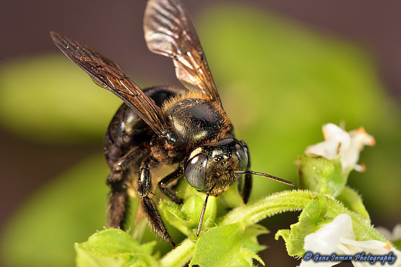 Nikon D800 Macro Tests: Bee - (7/24/2013)