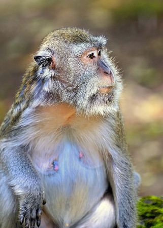 Java Game Reserve -Jakarta Indonesia