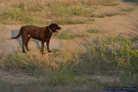 Dove Hunt 2013