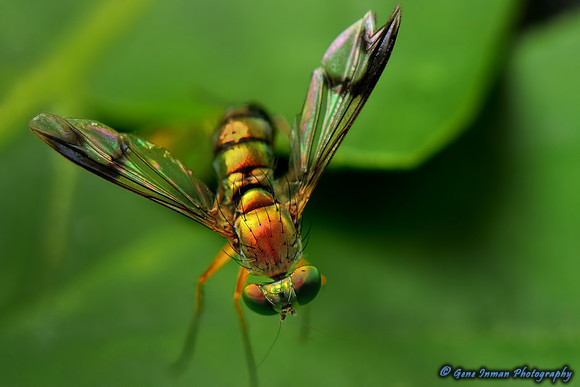 Macro Flash Bracket : House Fly