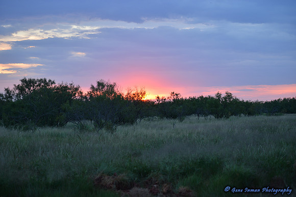 Dove Hunt 2013