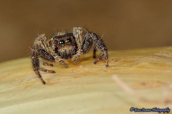 1970 -  Nikon D800 Tests: Macro Spider