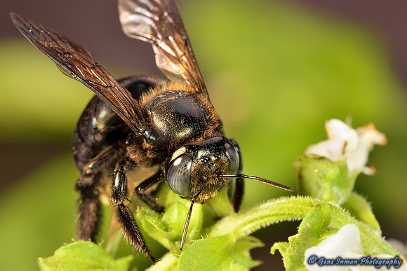 Nikon D800 Macro Tests: Bee - (7/24/2013)