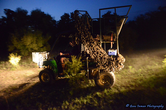 Dove Hunt 2013