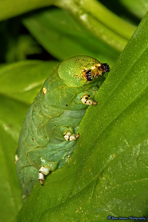 Garden Pet - Green Worm