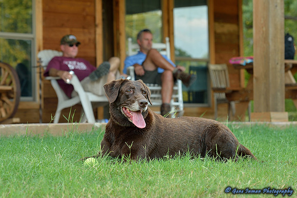Dove Hunt 2013