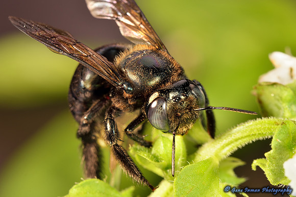 Nikon D800 Macro Tests: Bee - (7/24/2013)