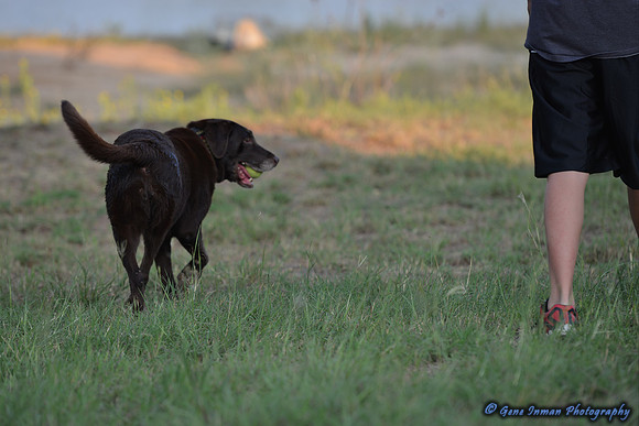 Dove Hunt 2013