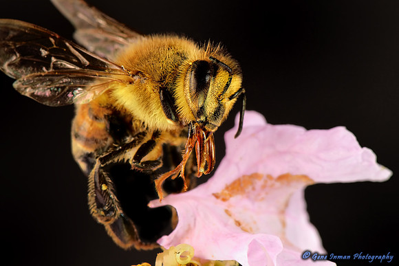 Nikon D800 Macro Tests: Bee - (7/23/2013)